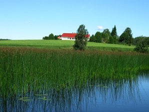 Kaislikosta. Linkki 293 kt kuvaan