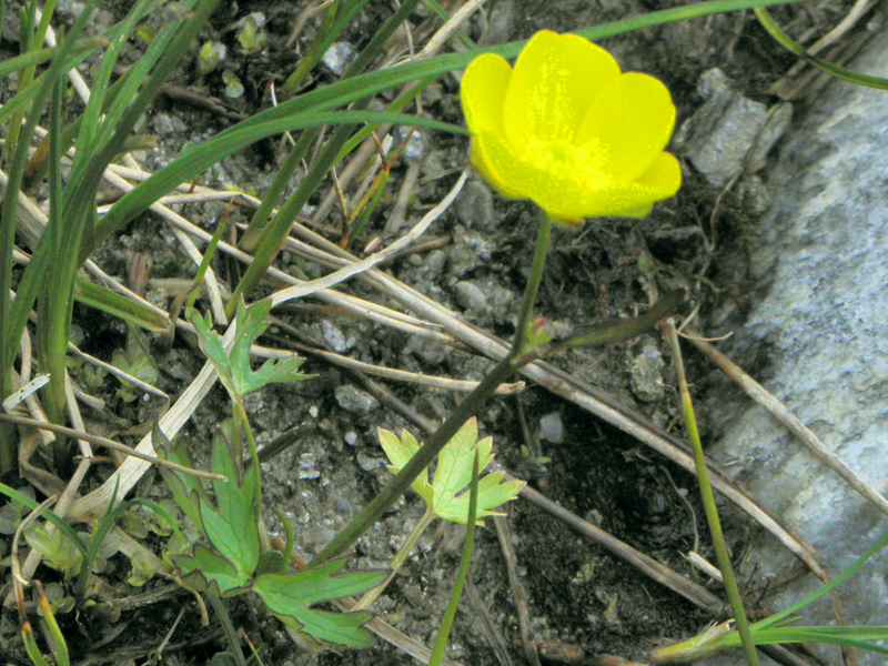 Paluu edelliselle sivulle.