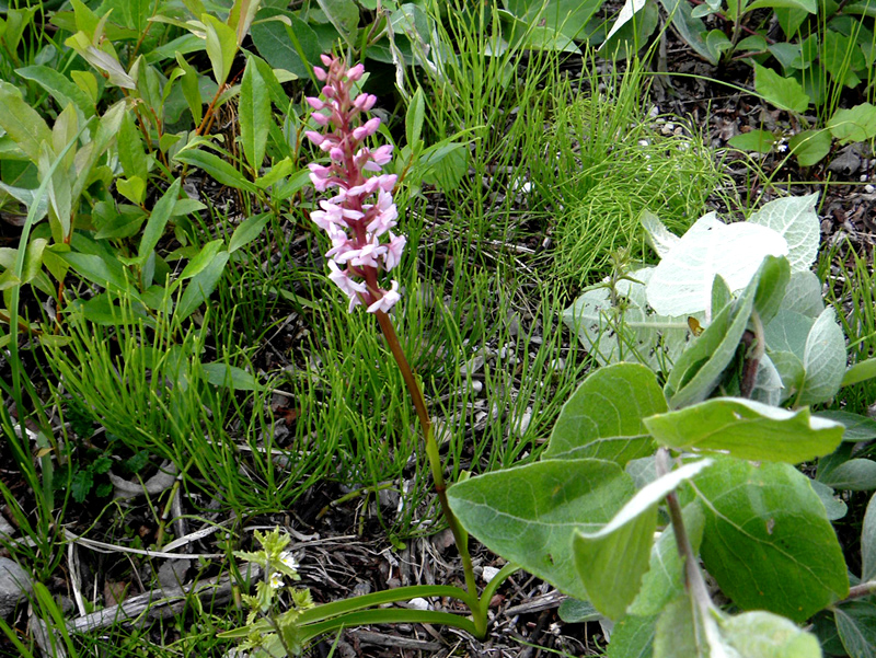 Paluu edelliselle sivulle.