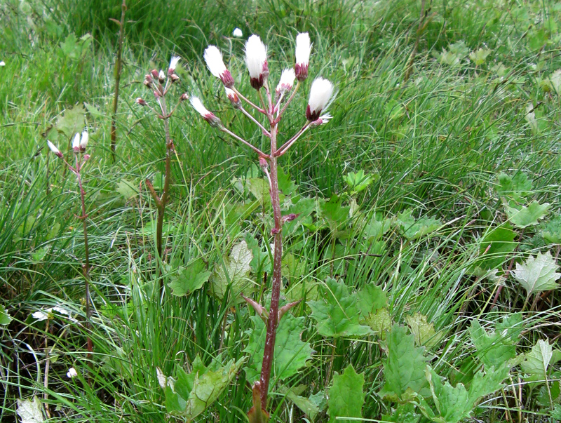 Paluu edelliselle sivulle.