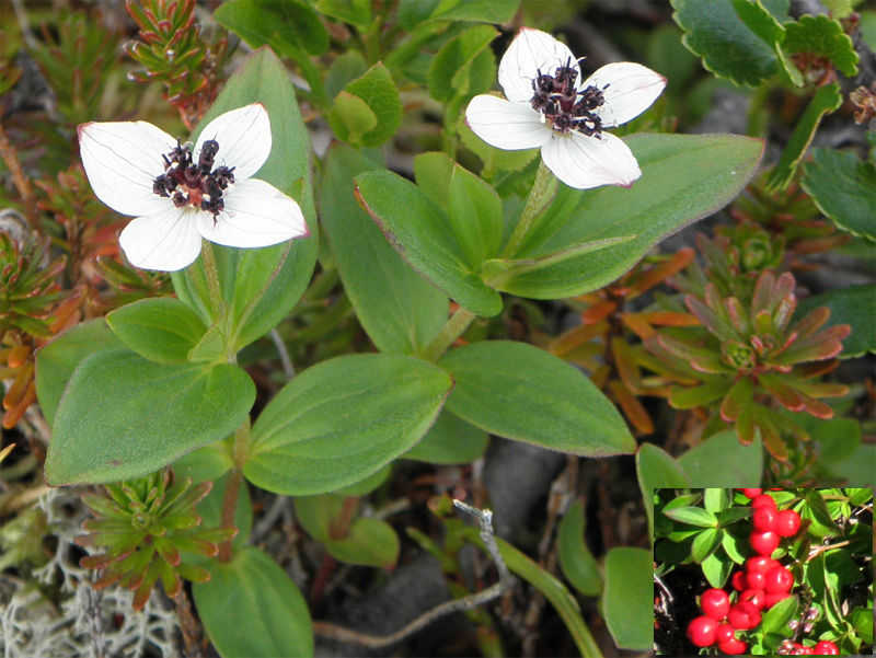 Paluu edelliselle sivulle.