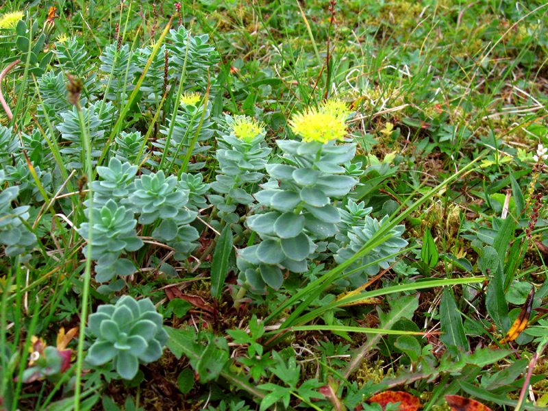 Paluu edelliselle sivulle.