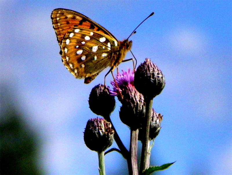 Paluu edelliselle sivulle.