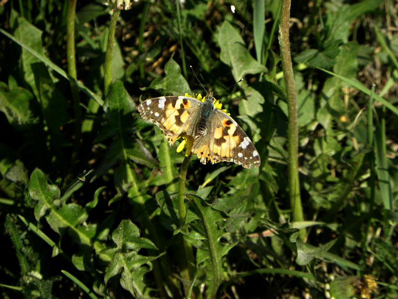 Paluu edelliselle sivulle.