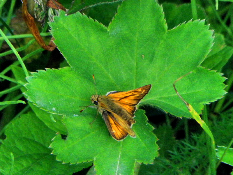Paluu edelliselle sivulle.
