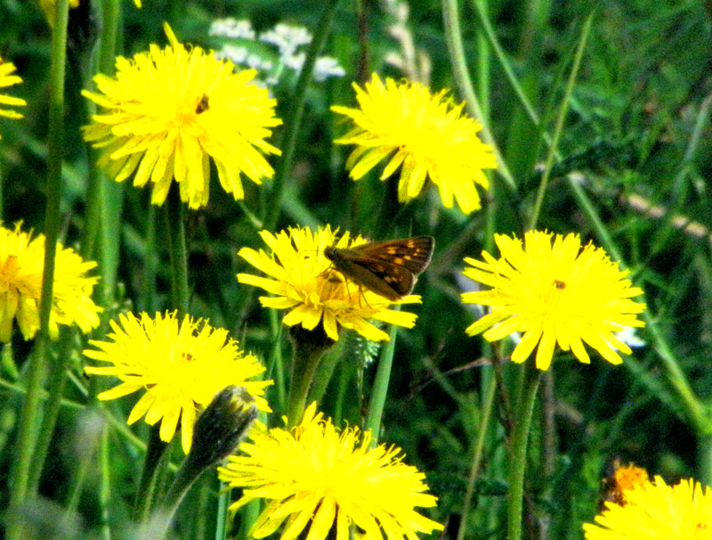 Paluu edelliselle sivulle.