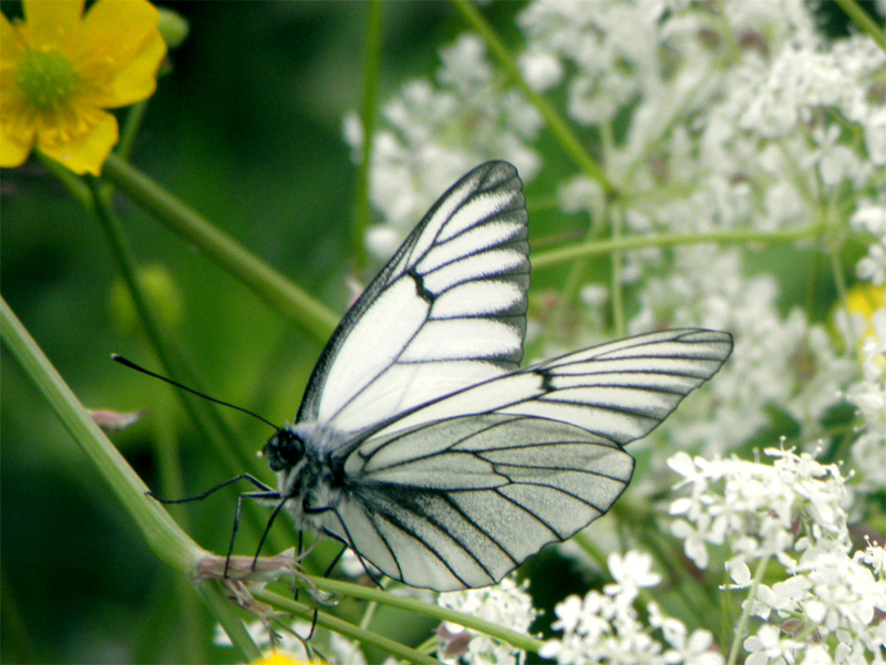 Paluu edelliselle sivulle.