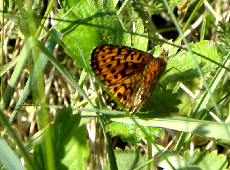 Paluu edelliselle sivulle.