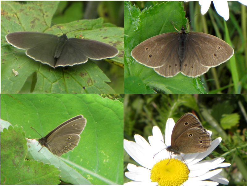 Paluu edelliselle sivulle.