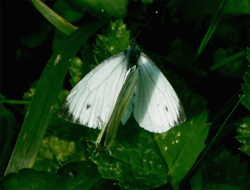 Paluu edelliselle sivulle.