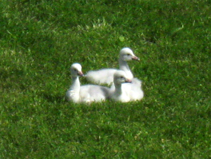 Paluu edelliselle sivulle.