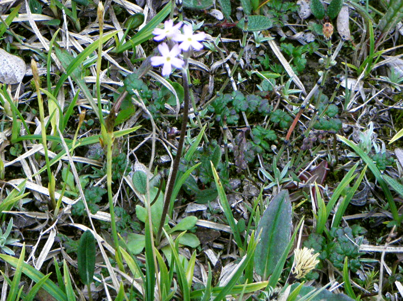 Paluu edelliselle sivulle.
