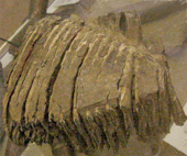 Nilsilinen mammutin hammas elinmuseossa
