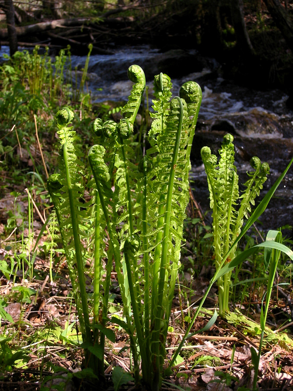 Paluu edelliselle sivulle.