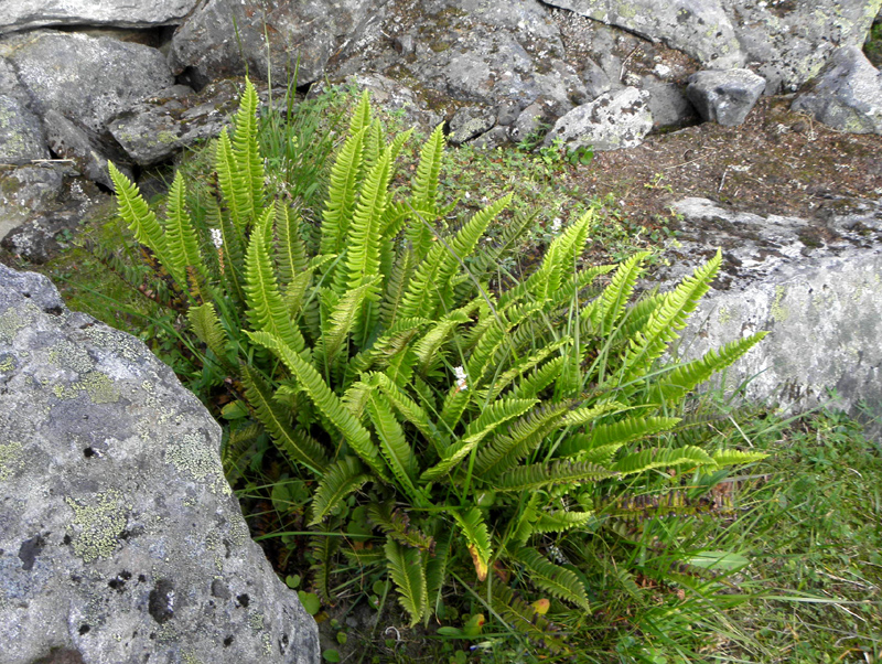Paluu edelliselle sivulle.
