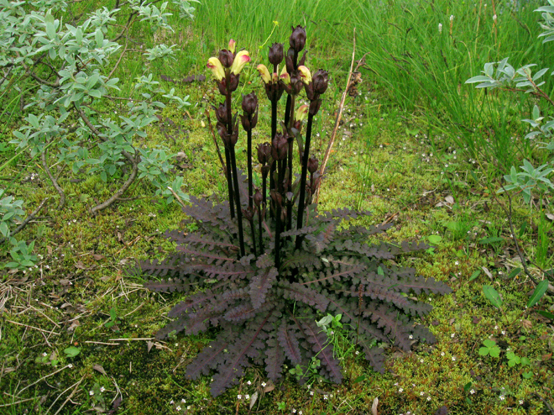 Paluu edelliselle sivulle.