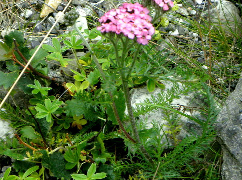 Paluu edelliselle sivulle.