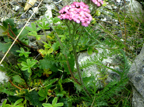 Siankärsämö
