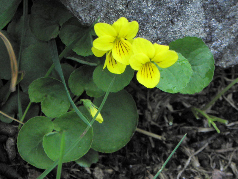 Paluu edelliselle sivulle.