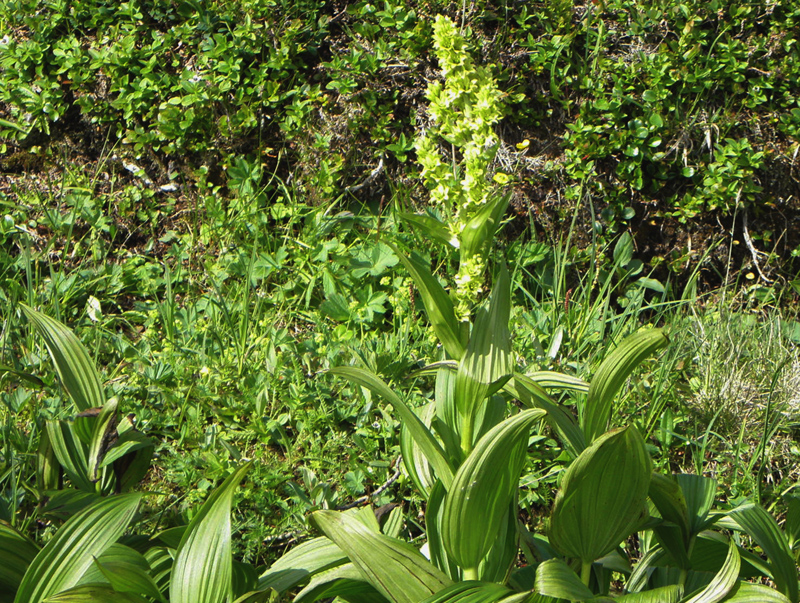 Paluu edelliselle sivulle.