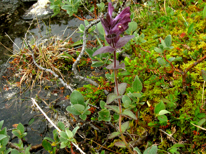 Paluu edelliselle sivulle.