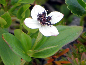 Ruohokanukka
