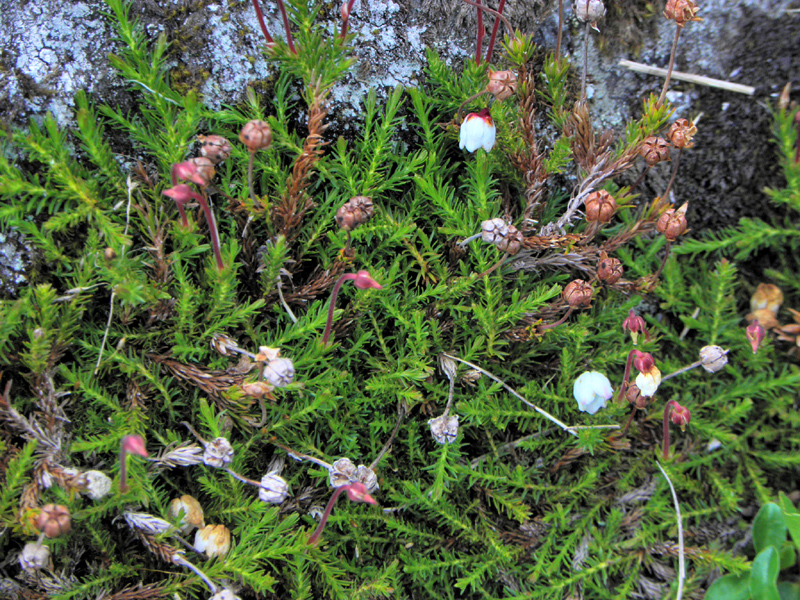 Paluu edelliselle sivulle.