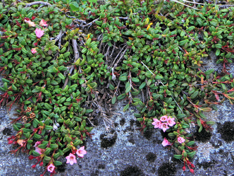 Paluu edelliselle sivulle.