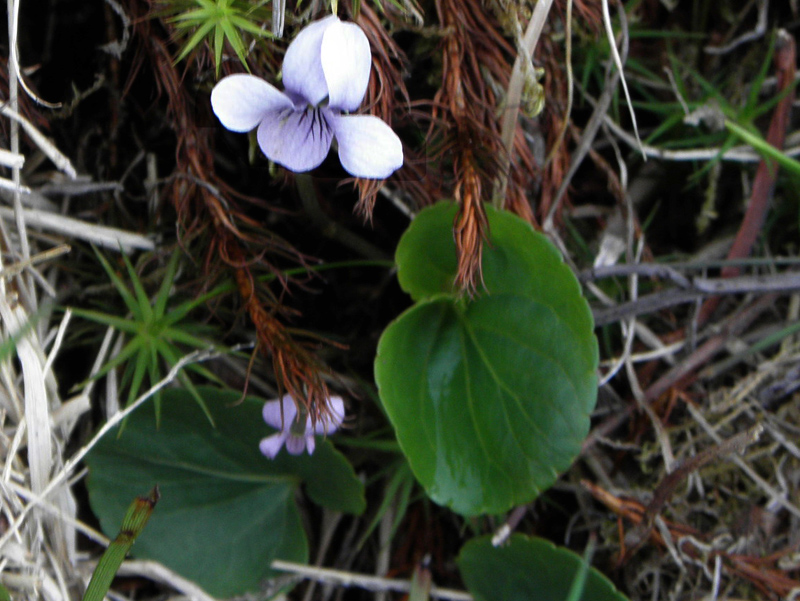 Paluu edelliselle sivulle.