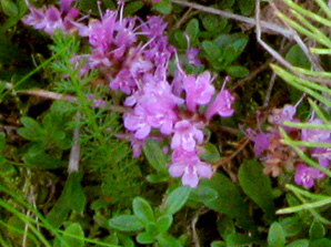 Tenonajuruoho