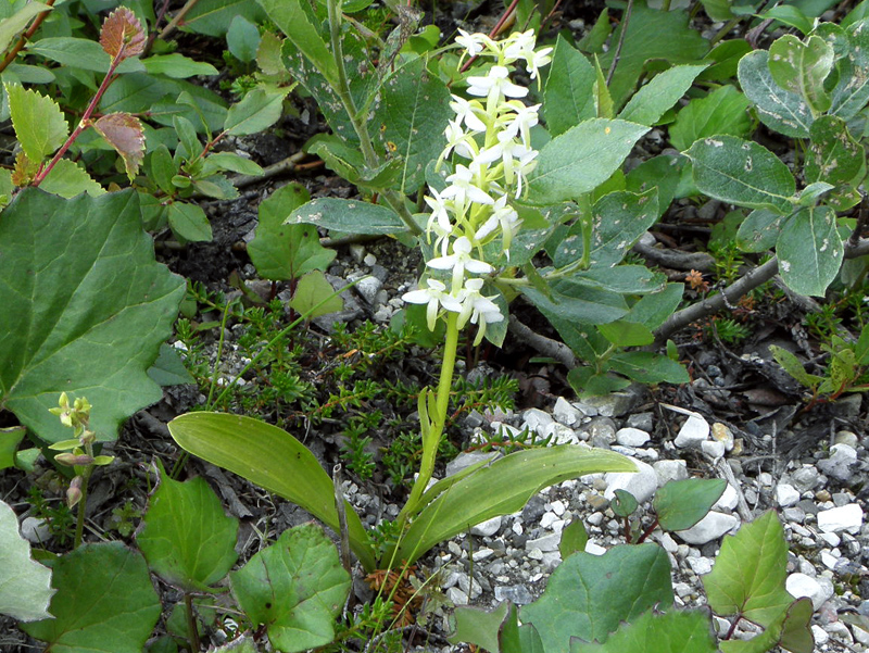 Paluu edelliselle sivulle.