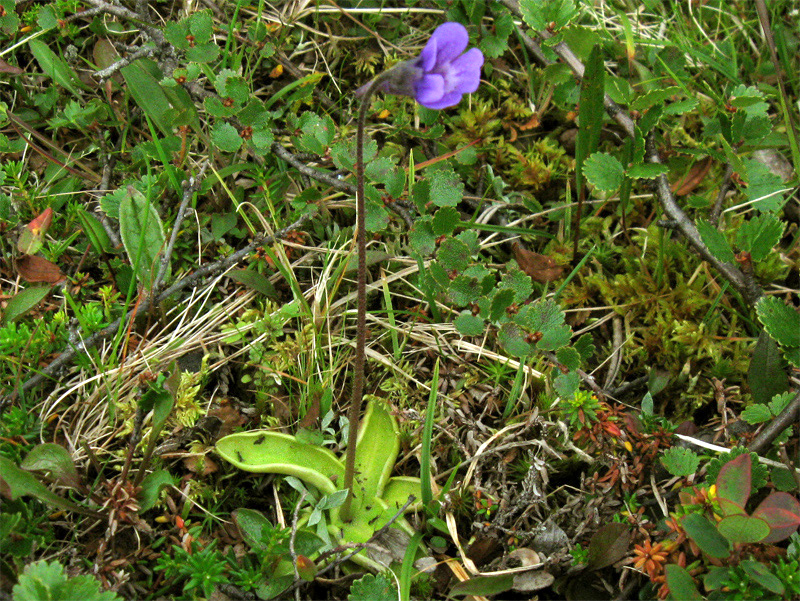 Paluu edelliselle sivulle.