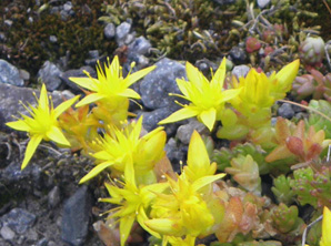 Keltamaksaruoho