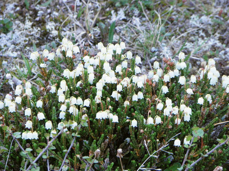 Paluu edelliselle sivulle.