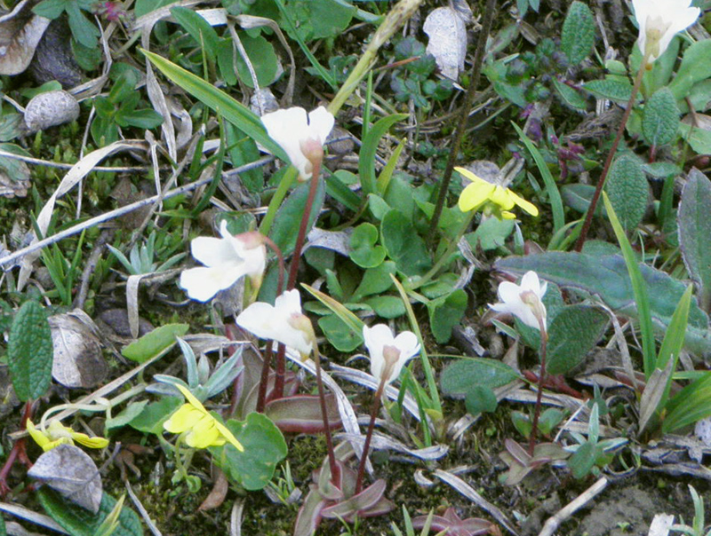 Paluu edelliselle sivulle.